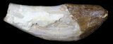 Archaeocete (Primitive Whale) Tooth - Basilosaur #36141-1